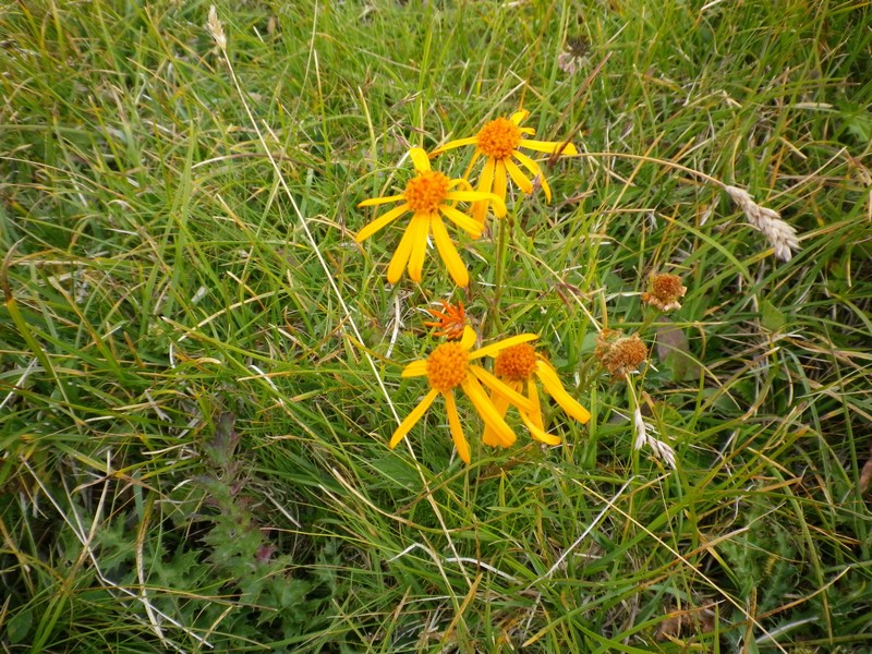 Arnica montana